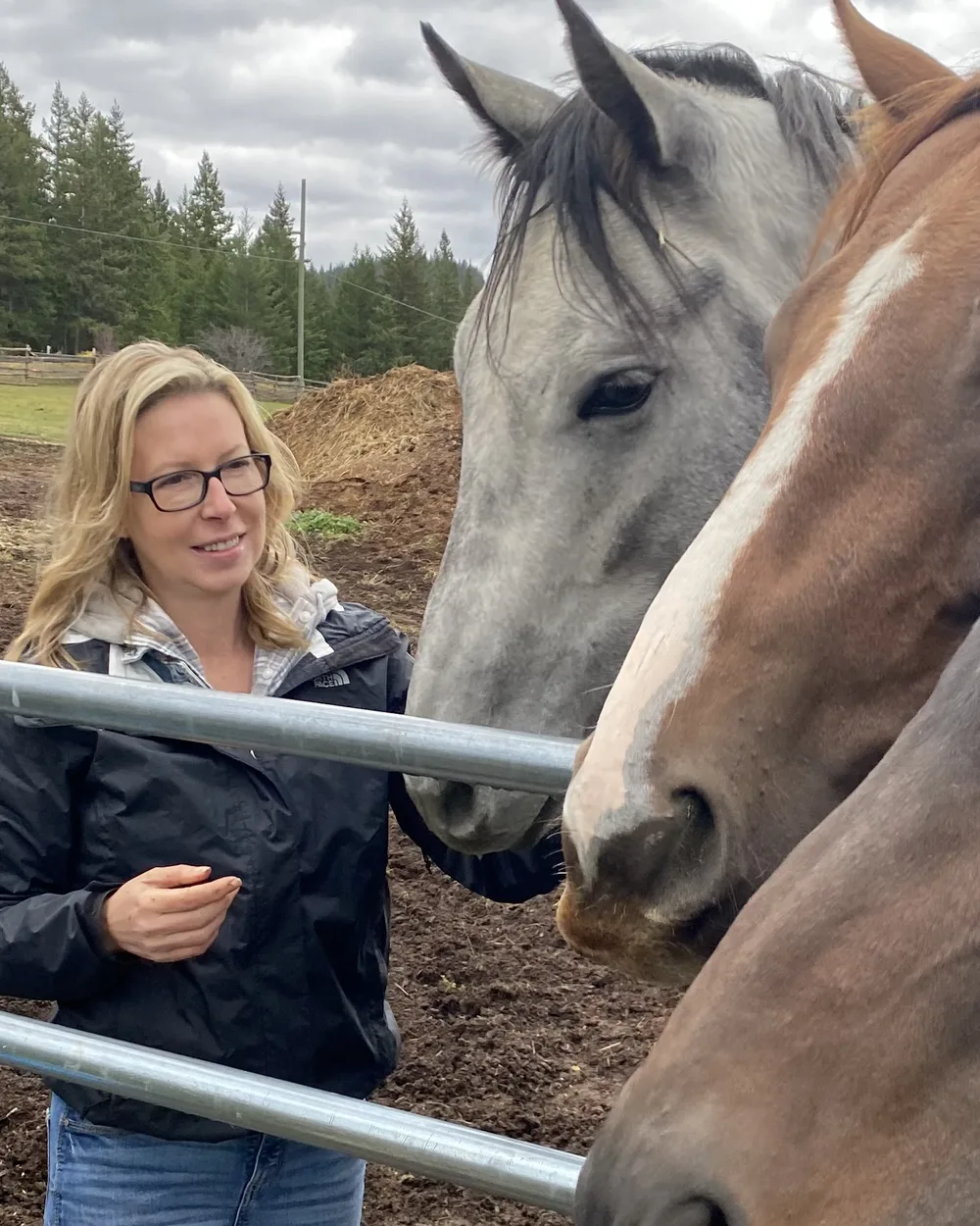 The owner at a paddock fence with a grey horse and two chestnuts